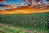 Cornfield At Sunrise P1170512-4