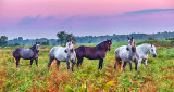 Five Horses At Sunrise P1170956-8