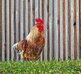 Rooster Beside Striped Wall DSCF4720