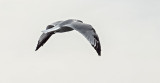 Gull In Flight_DSCF4691.jpg