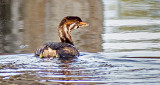 Juvenile Pied-billed Grebe DSCF4808