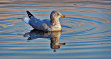 Floating Gull DSCF5436
