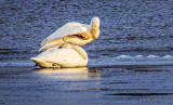 Two Swans On Ice DSCF5846