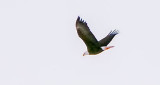 Bald Eagle In Flight P1020550