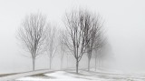 Trees In Fog P1030443-5