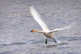 Swan Taking Flight DSCF6021