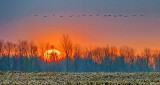 Geese Flying Over Sunrise P1030524-6