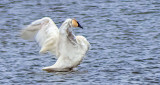 Stretching Swan DSCF6059
