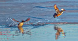 Hooded Mergansers Taking Flight DSCF6160