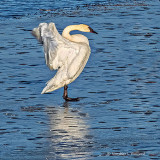 Stretching Swan On Ice DSCF6405