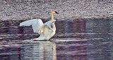 Stretching Swan DSCF6637