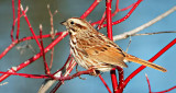 Sparrow On A Red Branch DSCF6733
