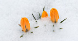 Crocuses In Snow P1050071.4