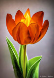 Orange Tulip P1050075-83