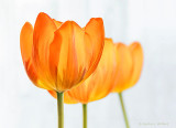 Three High-key Tulips P1050101