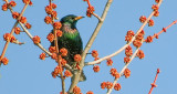 Starling In Budding Treetop S0017465