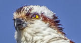 Osprey Closeup S0237370