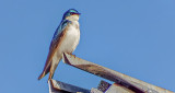 Swallow On A Tin Roof DSCF7887
