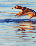 Ring-necked Duck Taking Flight DSCF8141