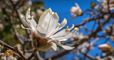 Spring Blossom P1050915