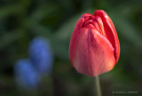Red Tulip P1060143-5
