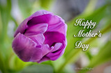 Happy Mother's Day 2016 (P1060227-9)