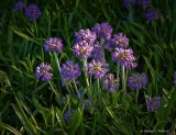 Sunstruck Purple Flowers P1060417