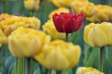 2016 Tulip Festival P1060319