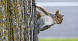 Impudent Squirrel P1060833