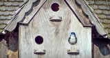 Tree Swallow In A Birdhouse DSCF10526
