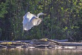 Egret Landing 48554