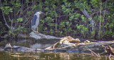 Black-crowned Night Heron (48536.DSCF10812)