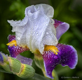 Wet Purple & White Iris P1070601-3