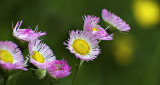 Wildflowers DSCF11154