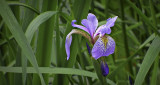 Swamp Iris DSCF11423