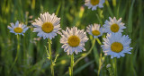 Backlit Wild Daisies P1070821