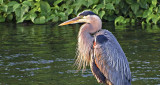 Great Blue Heron DSCF11879