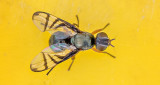 Fly On Yellow P1080620