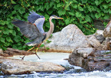 Heron Taking Flight DSCF13355