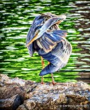 Heron Preening DSCF13600