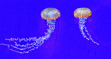 Two Jellyfish P1080927