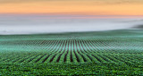Field Into Fog At Sunrise P1090113