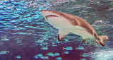 Shark P1080875