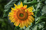 Sunflower DSCF14513