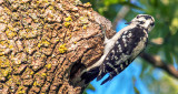Downy Woodpecker DSCF21615