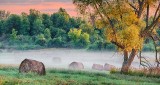 Bales In Sunrise Ground Fog P1100740-2