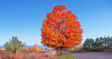 Autumn Tree P1140268