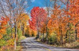 Autumn Back Road P1140536-8