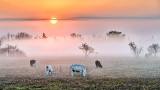 Sunrise Over Ground Fog And Cows P1150145-51