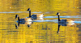 Three Geese Swimming DSCN00351